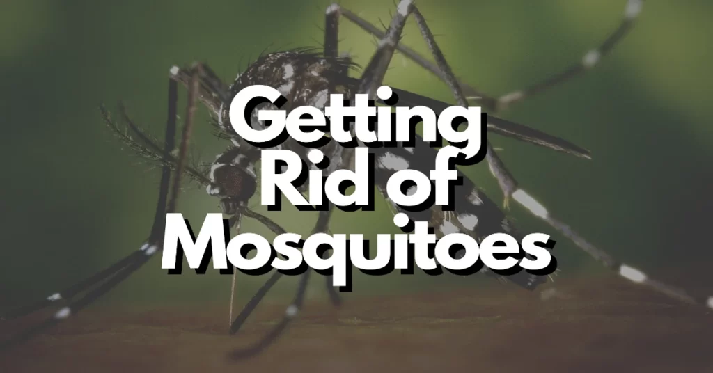 How to get rid of mosquitoes