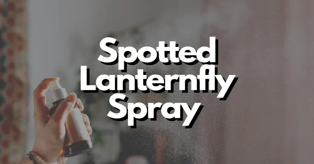 Spotted Lantern fly spray