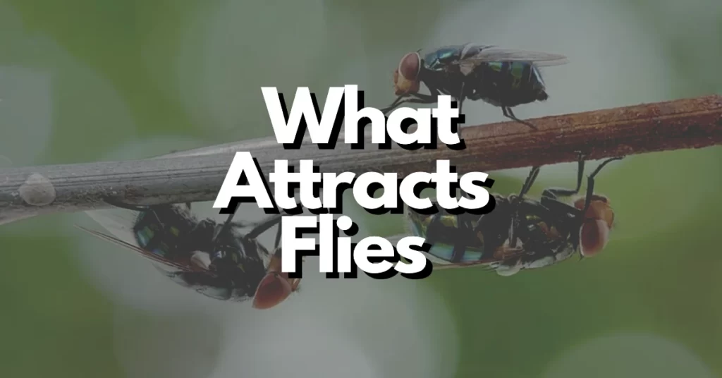 What attracts flies